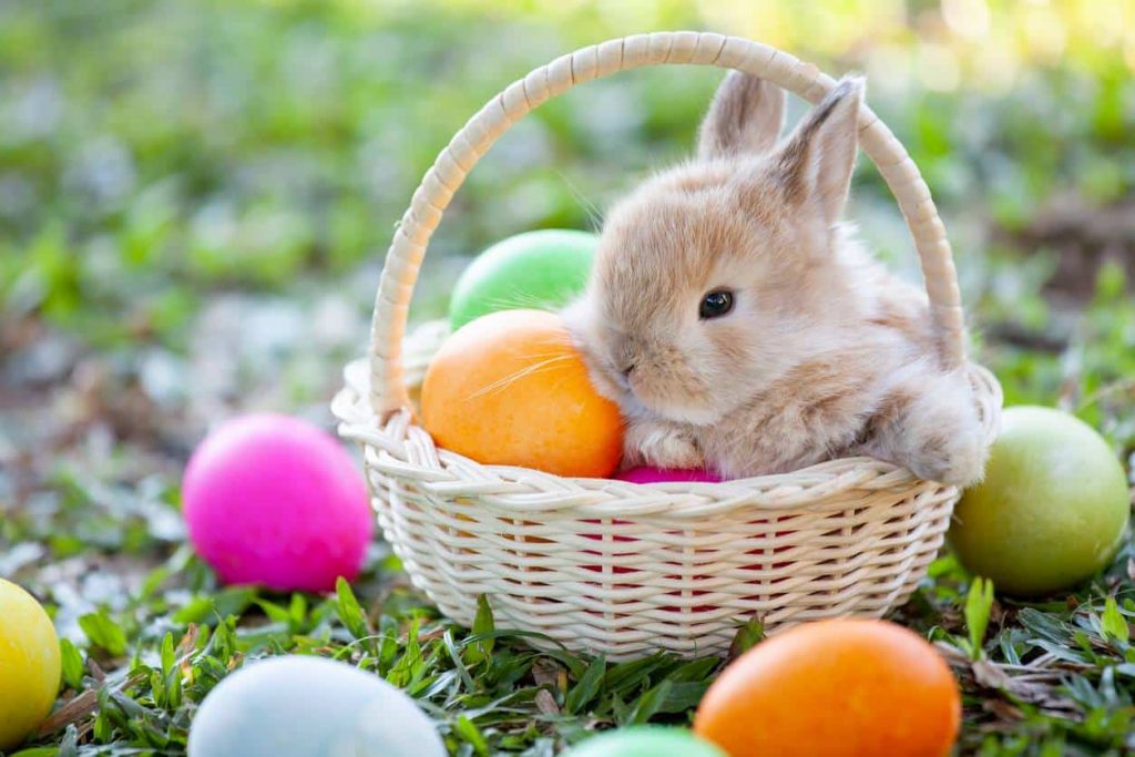 chasse a l oeuf 
pour la famille 
evenement paque 